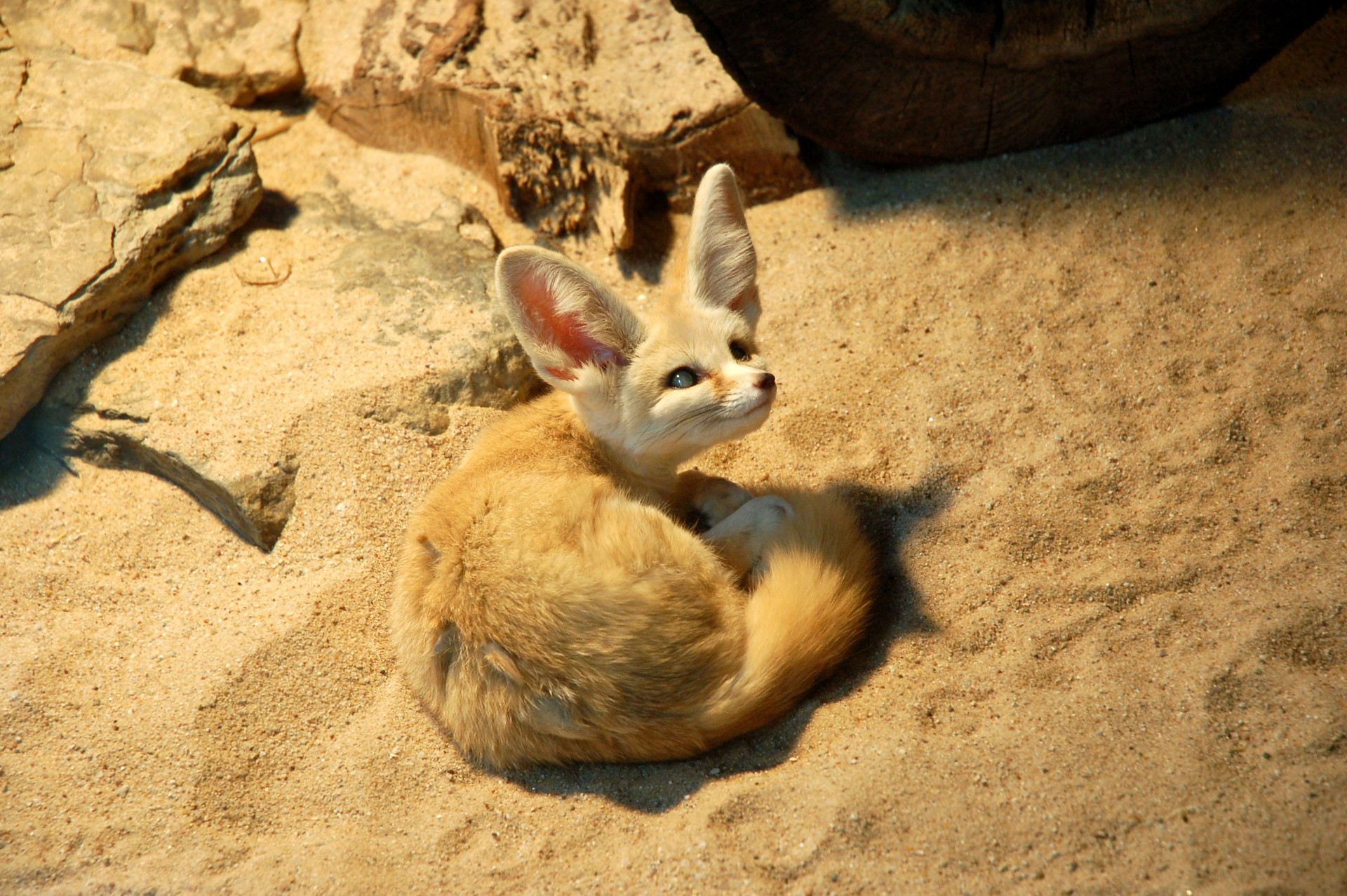 Desert Fox